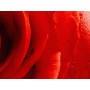 RED ROSE 140 x 100 cm